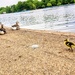 Greylag goslings looking for mummy in Hyde Park by boxplayer