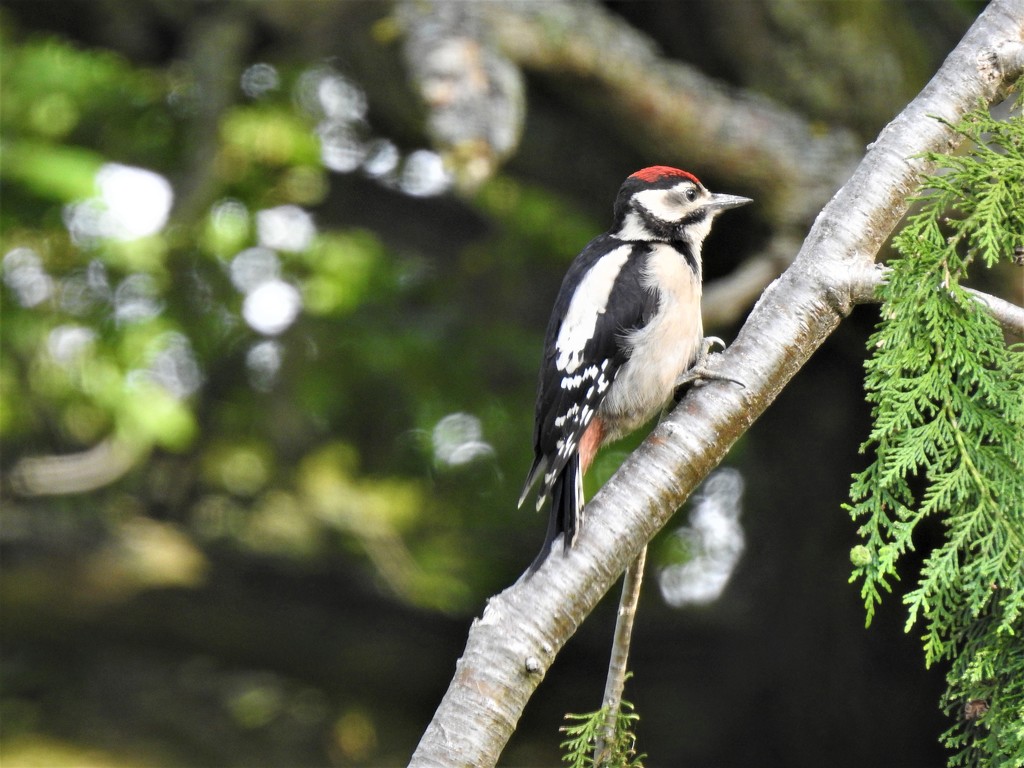  Juvenile Greater Spotted Woodpecker.... by susiemc