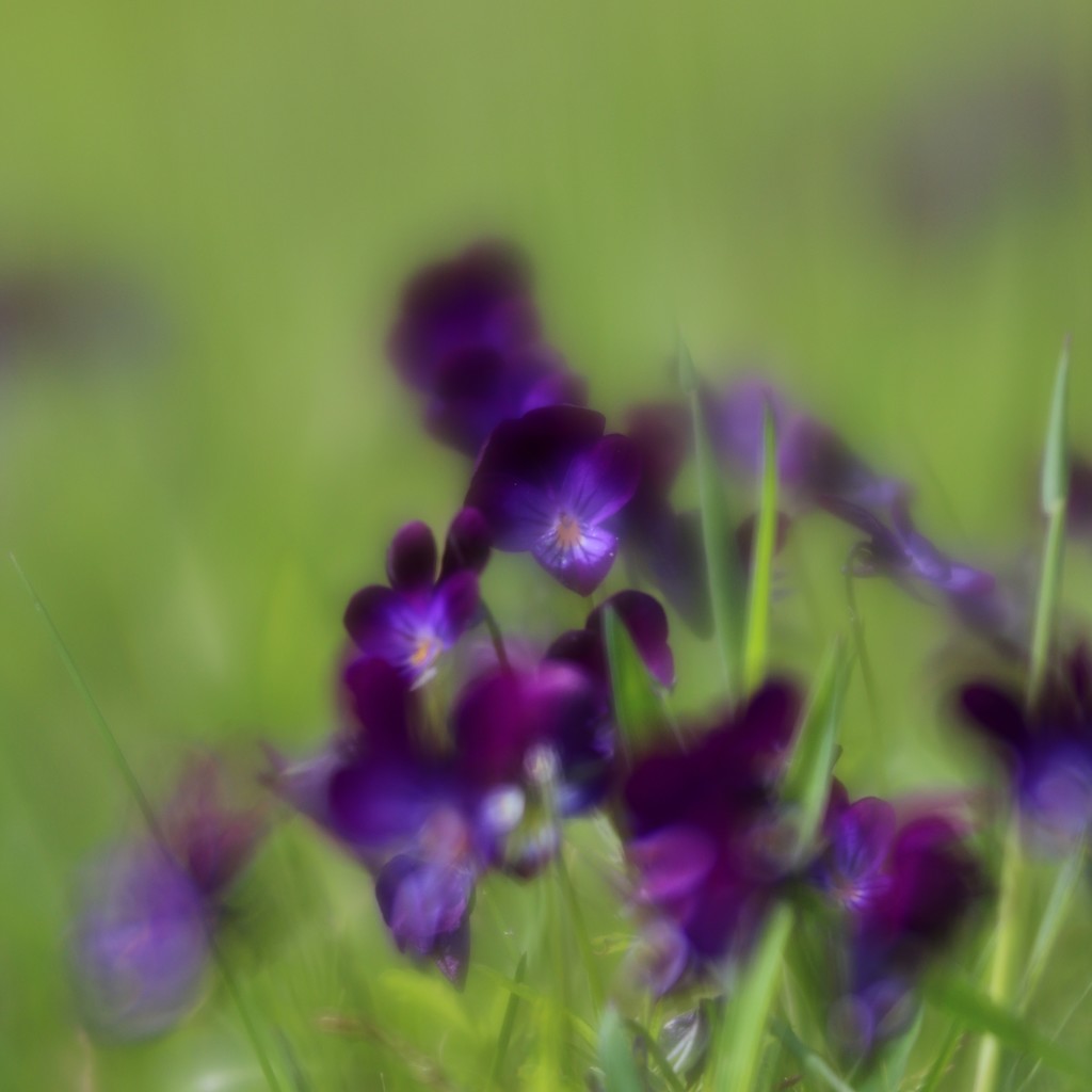 Lawn Violets by motherjane