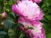 9th Jun 2019 - The Peonies have opened out..