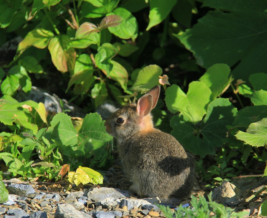 Baby Bunny by digitalrn