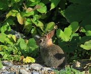 9th Jun 2019 - Baby Bunny