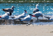 8th Jun 2019 - Caspian Terns
