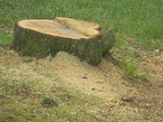 9th Jun 2019 - Tree Stump