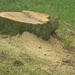 Tree Stump by sfeldphotos