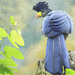 Blue Bird by joysfocus