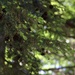 Day 159:  Early Summer Bokeh by sheilalorson