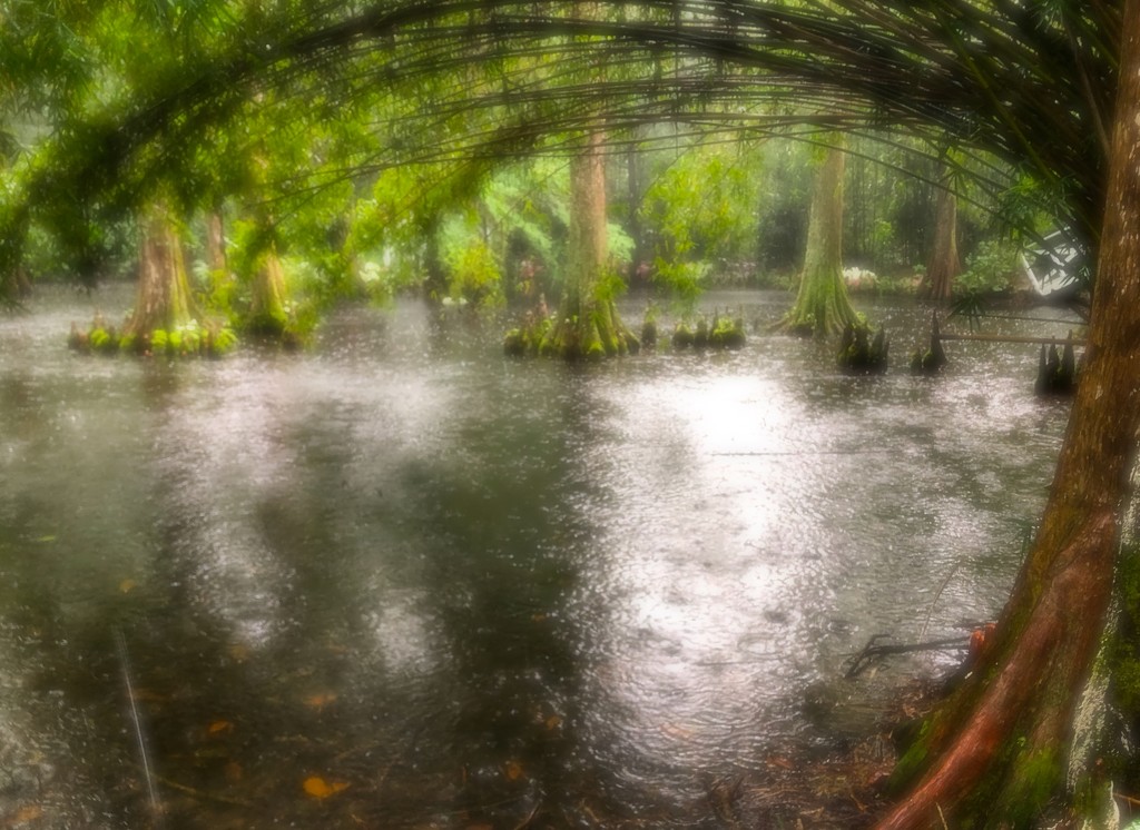 Magnolia Gardens in the rain. by congaree