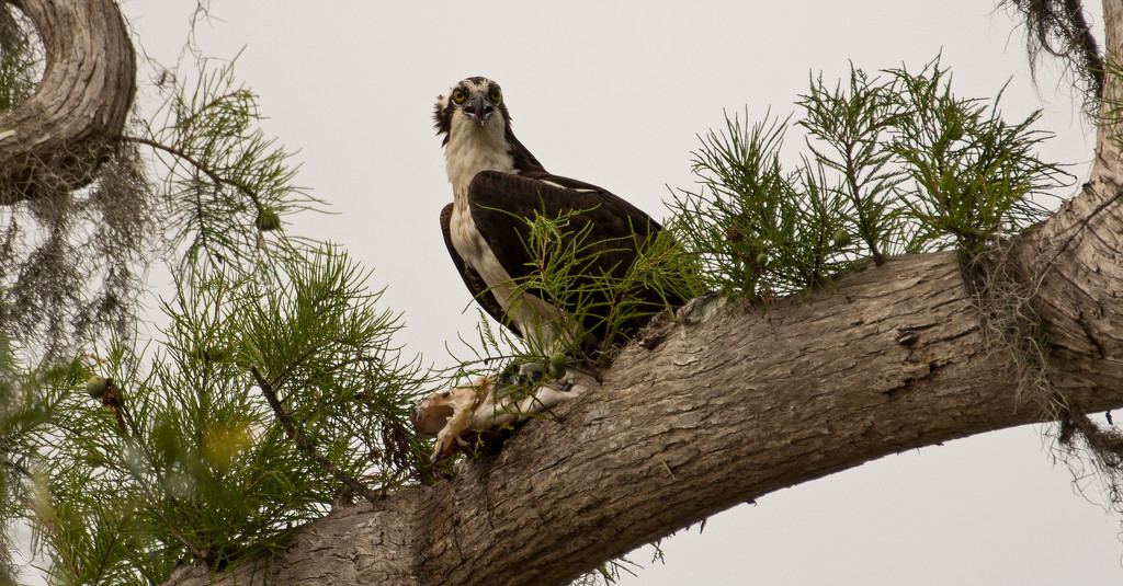 Dad Osprey Having Lunch Before Coming Back to the Nest! by rickster549