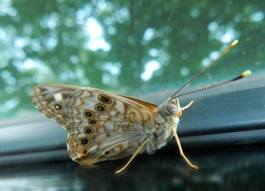 Obliging Moth by mcsiegle