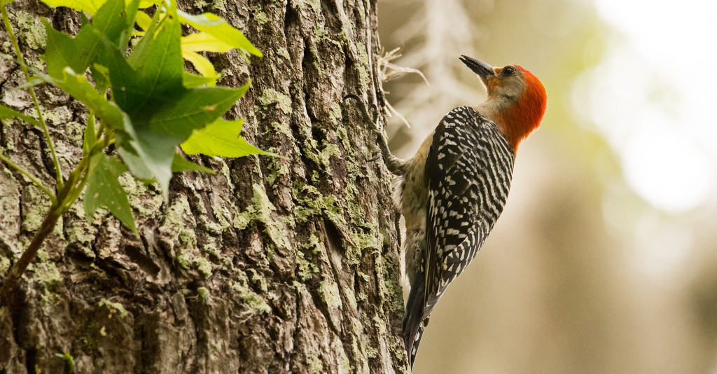 Woodpecker Looking for Bugs! by rickster549