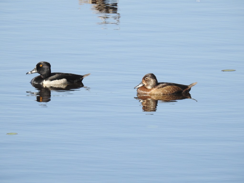 Ring-necked ducks by amyk