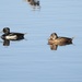 Ring-necked ducks by amyk
