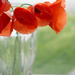 Poppies in a Vase by gq