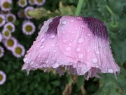10th Jun 2019 - Soggy poppy - but it's beauty is not diminished 