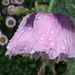 Soggy poppy - but it's beauty is not diminished  by 365anne