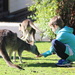 The kangaroo whisperer by gilbertwood