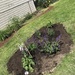 Butterfly garden planted  by annymalla
