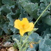 Yellow Poppy by davemockford
