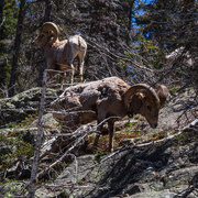 9th Jun 2019 - Bighorn Sheep