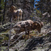 Bighorn Sheep by kvphoto
