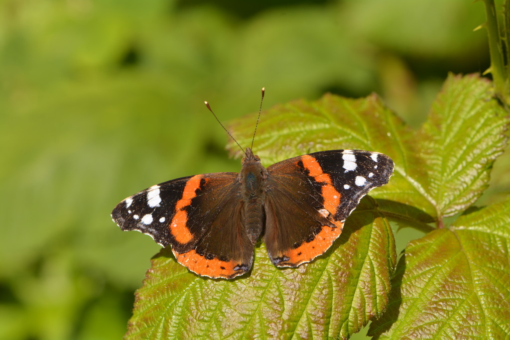 Red admiral......... by ziggy77