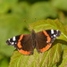 Red admiral......... by ziggy77