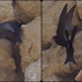 Common Swift (gierzwaluw) by jacqbb