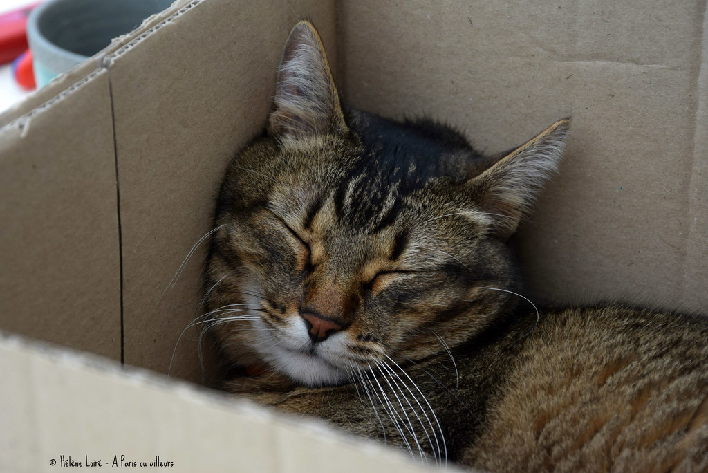 nap in a box by parisouailleurs