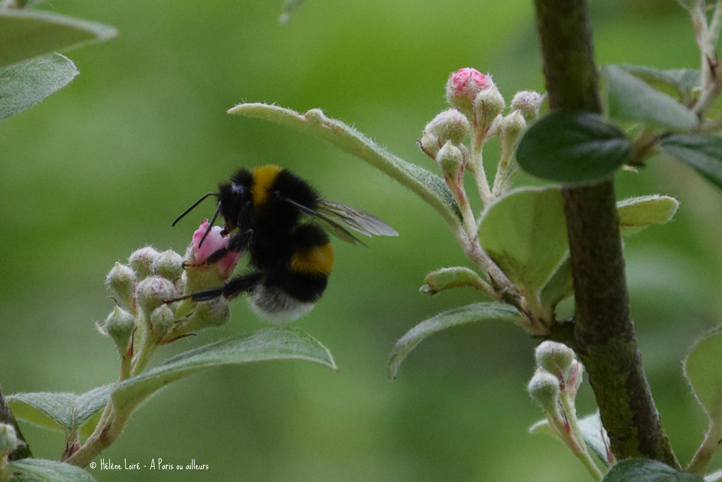 bumblebee by parisouailleurs