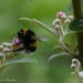 bumblebee by parisouailleurs