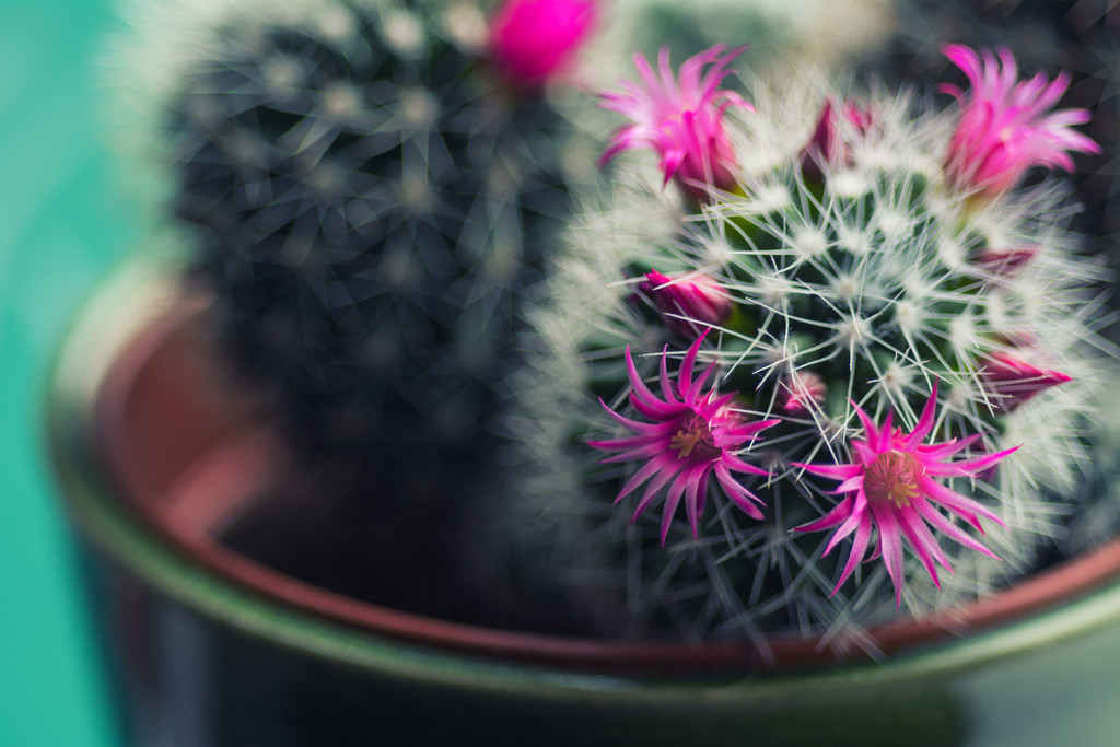 Cactus flowers by rumpelstiltskin