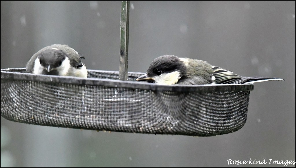 Great tit youngsters by rosiekind