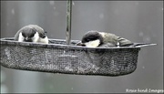 10th Jun 2019 - Great tit youngsters