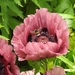  Poppy with Photobomber  by susiemc