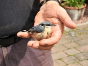 10th Jun 2019 -  Young Nuthatch 
