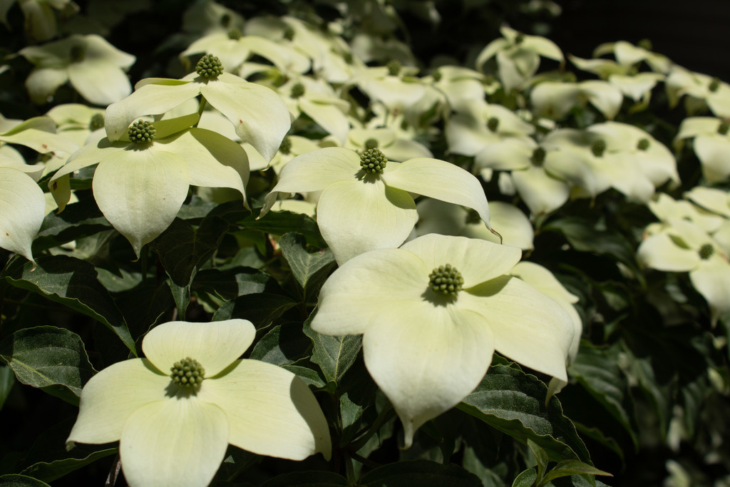 Dogwood Blossoms by tdaug80