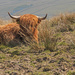 Highland Cow by shepherdman