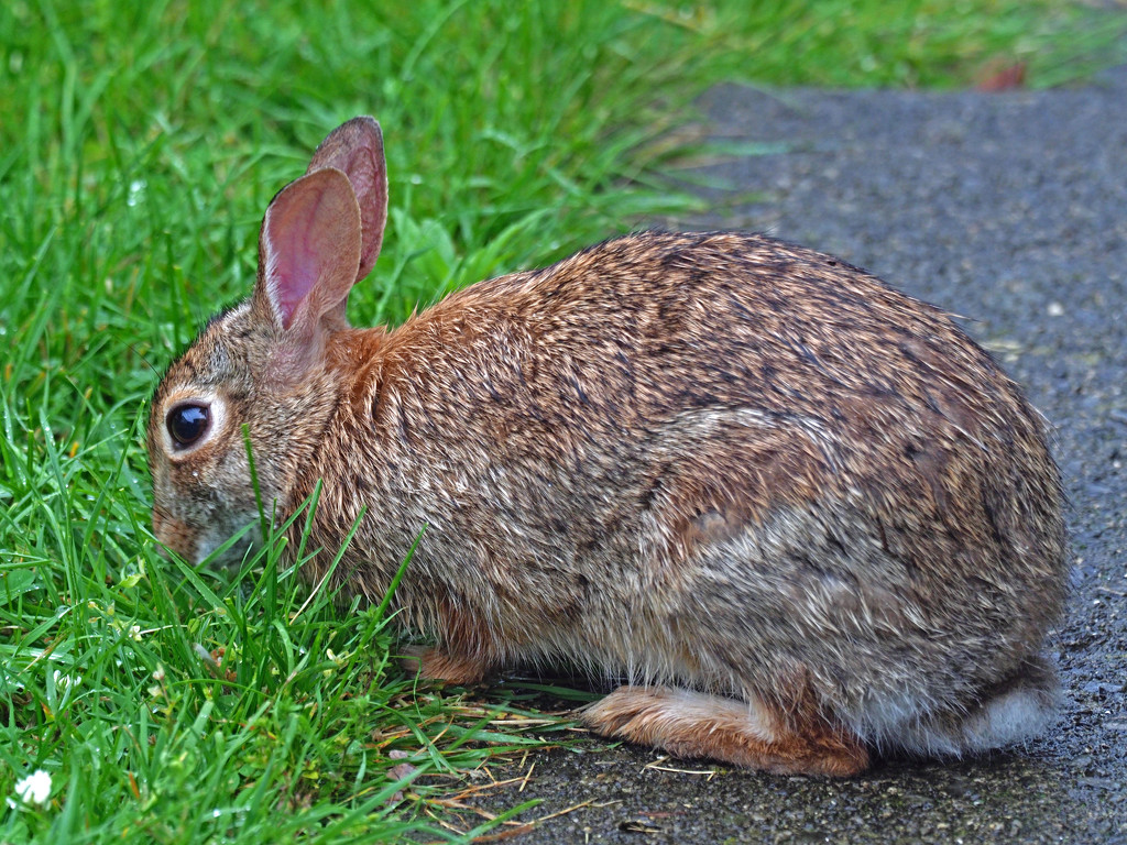 Backyard Bunny by rminer