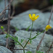9th Jun 2019 - yellow flower