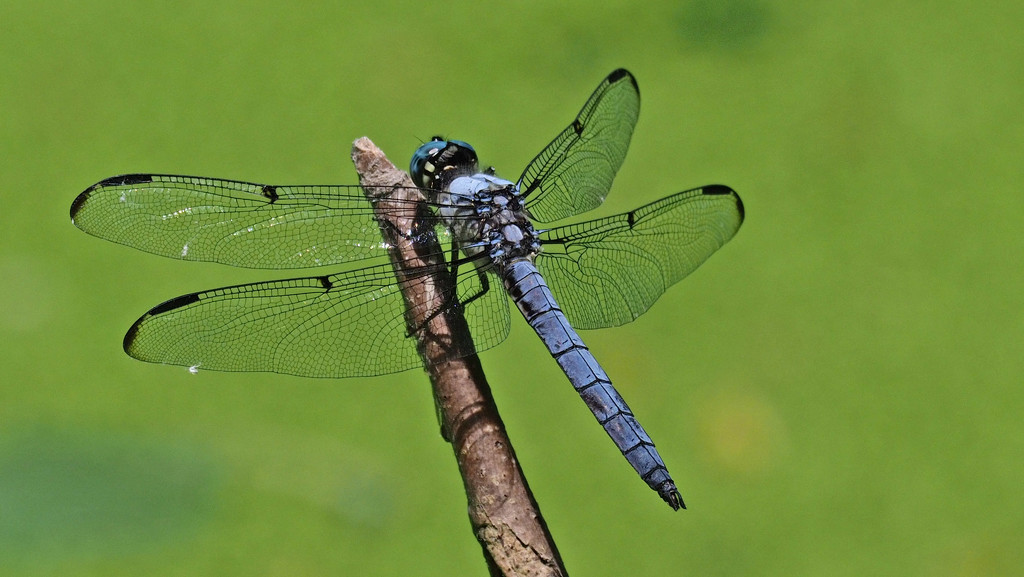 blue dragonfly by rminer