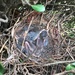 Brown thrasher nest by rontu