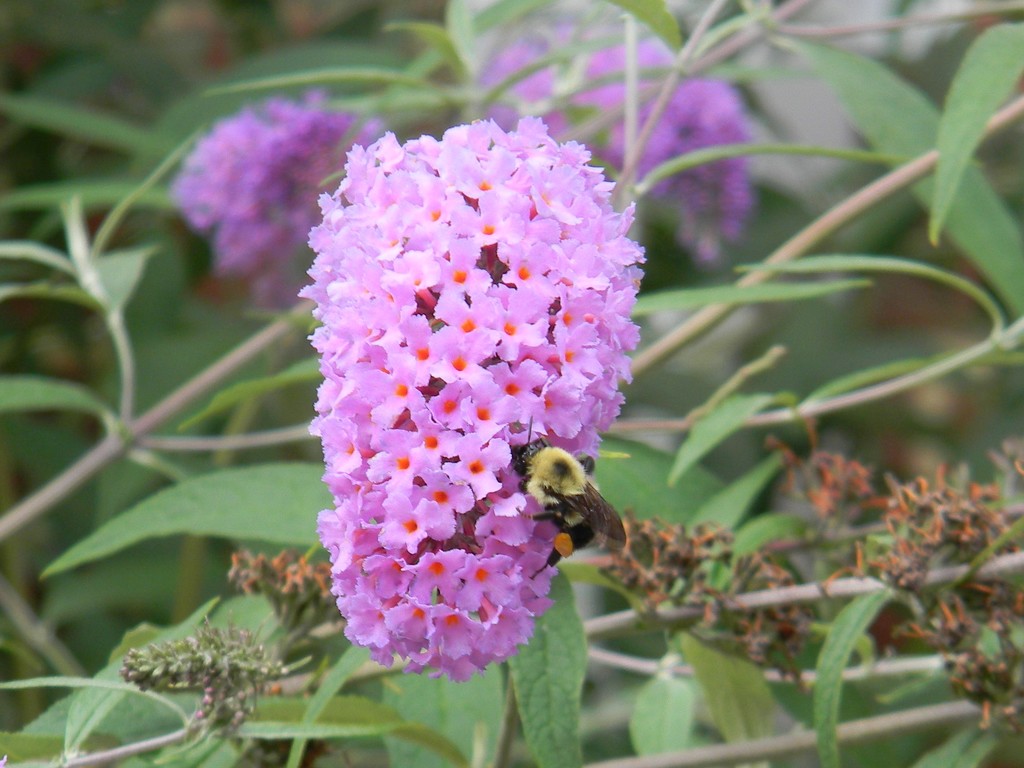 Bee on Flower by sfeldphotos