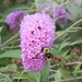 Bee on Flower by sfeldphotos