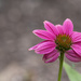 Echinacea by lstasel