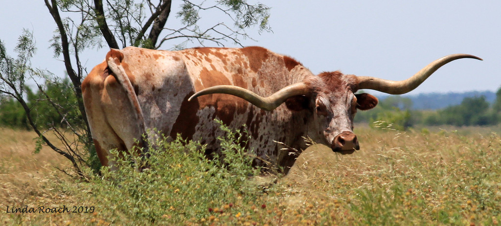 Texas Longhorn Steer by grannysue
