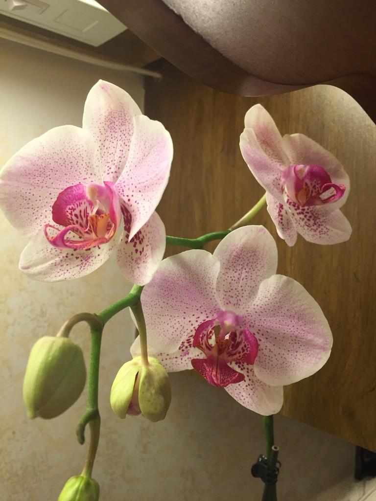 Orchid  by kchuk