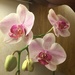 Orchid  by kchuk