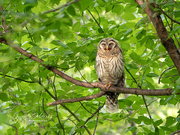 10th Jun 2019 - Owls, owls, and more owls