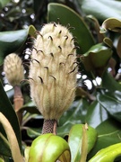 9th Jun 2019 - Unripe magnolia fruit
